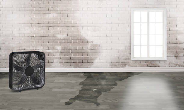 Best Water damage restoration near me  in Oakwood, GA